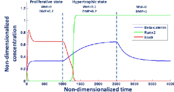 Figure  1:  Schematic  representation  of  the  coupled model. 