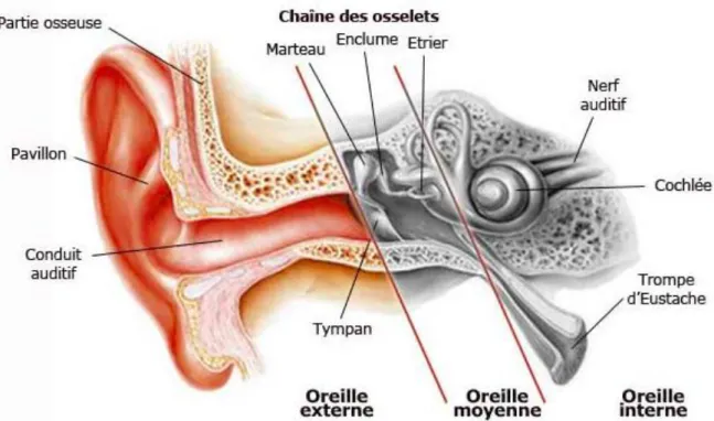 Figure 1 : Schéma des différentes parties de l’oreille normale. Source : Atlas d’Anatomie  Netter