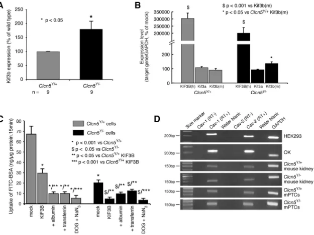 Fig. 6. Endogenous Kif3b expression and albumin endocytosis in mouse proximal renal tubular primary cell cultures (mPTCs)