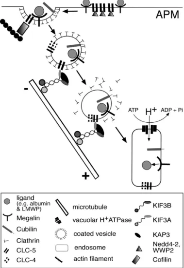 Fig. 7. Schematic representation of a working model for endosomal transport involving CLC-5 and KIF3B interaction in polarized cells