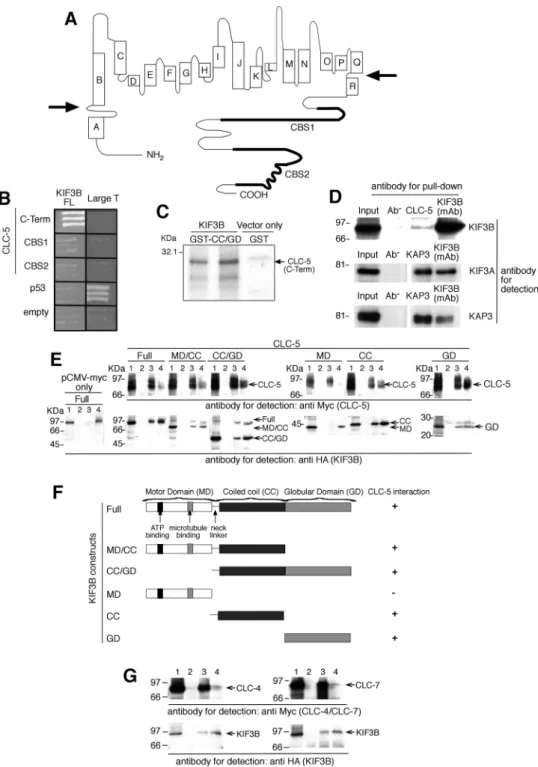 Fig. 1. Interactions between CLC-5 and KIF3B subunits. A: CLC-5 consists of 18 helices (A to R) with the NH 2 - and COOH-terminus (C-term) domains being cytoplasmic (membrane boundaries indicated by arrows) (10, 58)