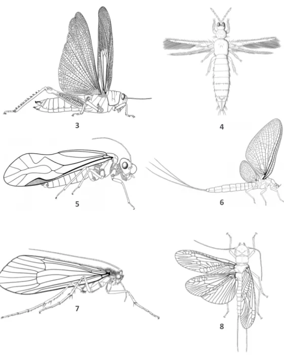 Fig. 3 – Orthoptera Caelifera : silhouette en vue latérale Fig. 4 – Thysanoptera : silhouette