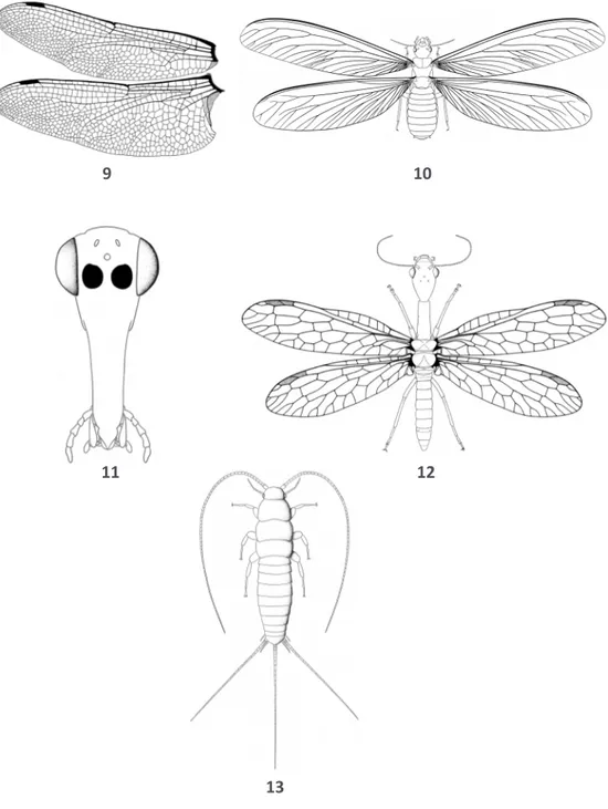 Fig. 9  – Odonata Anisoptera : ailes gauches Fig. 10 – Dictyoptera Isoptera : silhouette