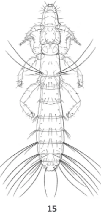 Fig. 15 – Phthiraptera Mallophaga : silhouette Fig. 16 – Phthiraptera Anoplura : silhouette