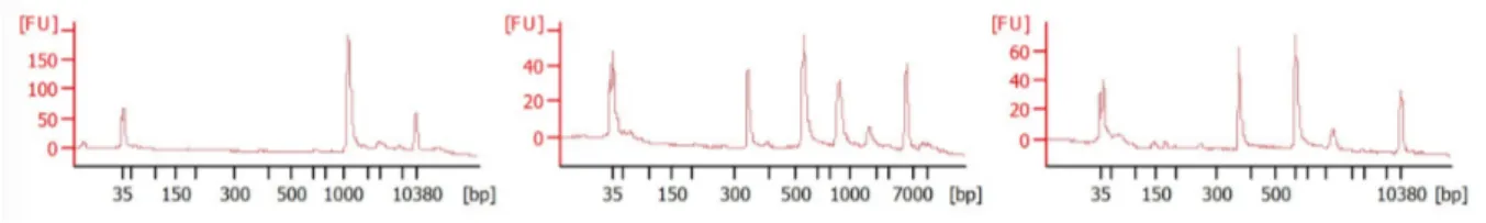 Figure 33 : Profils électrophorétiques sur BioAnalyzer Agilent. Travaux préliminaires d’optimisation de digestion  CRISPR-Cas9 sur un amplifiat PCR du gène KDM1B