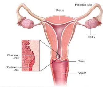 Figure 9 - structure du col de l'utérus (source : www.mayoclinic.org) 