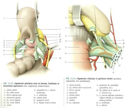 Figure 10 - ligaments génitaux côté droit (d’après Kamina) 