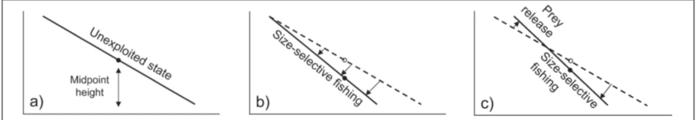 Figure 1: How the biomass-size spectrum is modified from (a) an unexploited community, (b) alters as a results of size-selective fishing, and (c) potential prey release