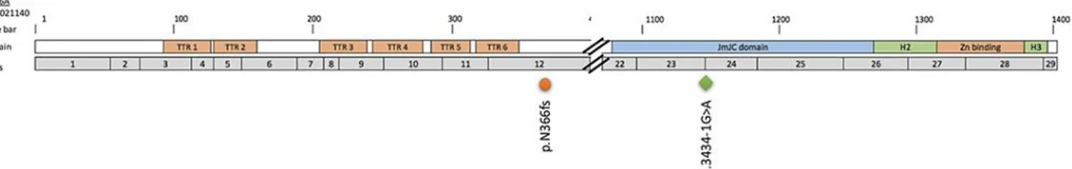 Figure 6 Représentation des variants retrouvés dans KDM6A  