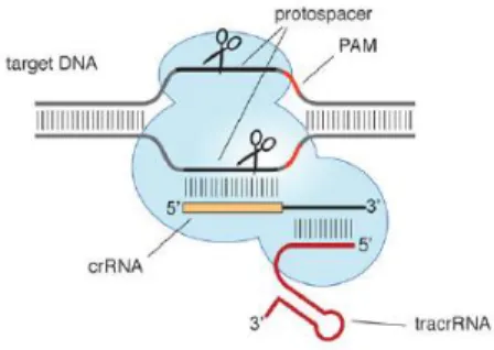Figure 9 Structure du système CRISPR-Cas9 d’après Jinek et al., 2012 (128) 