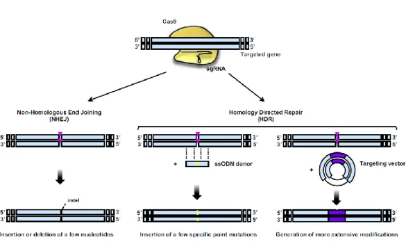 Figure 10 Le système CRISPR-Cas9 et la mise en jeu des systèmes de réparation des cassures  double brin de l’ADN d’après Guernet &amp; Grumolato, 2017 (129) 