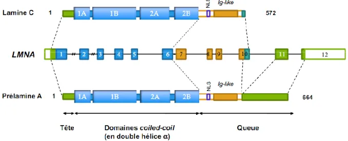 Figure 3 : Représentation du gène LMNA et des deux isoformes protéiques majoritaires  codées par le gène (Lamines A et C)
