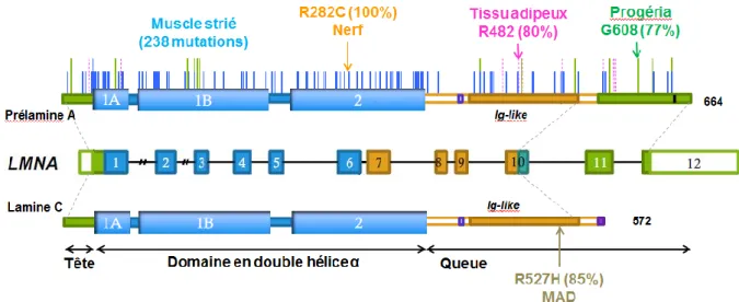 Figure 12 : Répartition des mutations du gène LMNA en fonction du phénotype.  