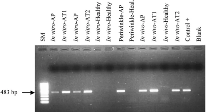Fig. 1. PCR product analysis in agarose gel. PCRs, carried out to detect phytoplasma infection in different types of samples (in vitro and in vivo) after crude extraction, were performed with the AP5/AP4 primers