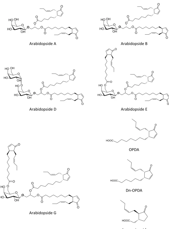 Figure 1.  Structure of the five major arabidopside species (A, B, D, E and G), OPDA, dn-OPDA and jasmonic  acid