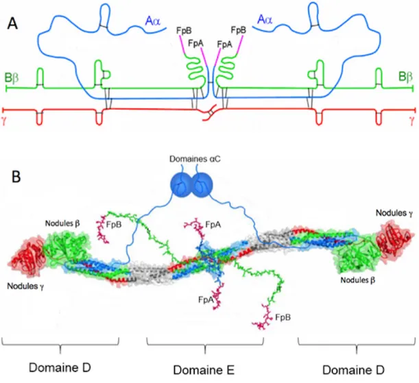 Figure 1 :  structure du fibrinogène d’après [5]. (A) : les chaines polypeptidiques Aa,  Bβ, et g sont représentées respectivement en bleu, vert, et rouge