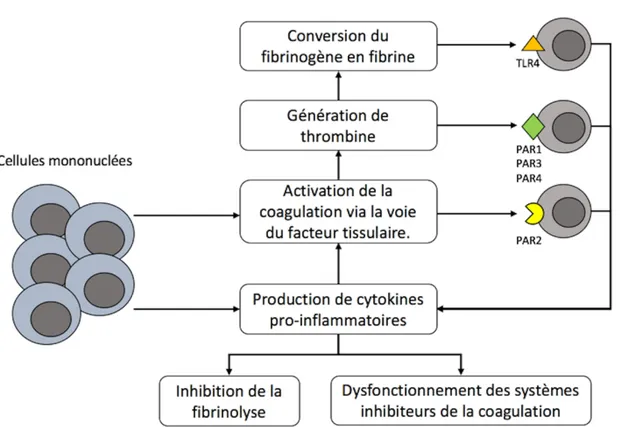 Figure 10  :  interactions  entre  inflammation  et  coagulation  lors  de  la  CIVD  d’après  [38]