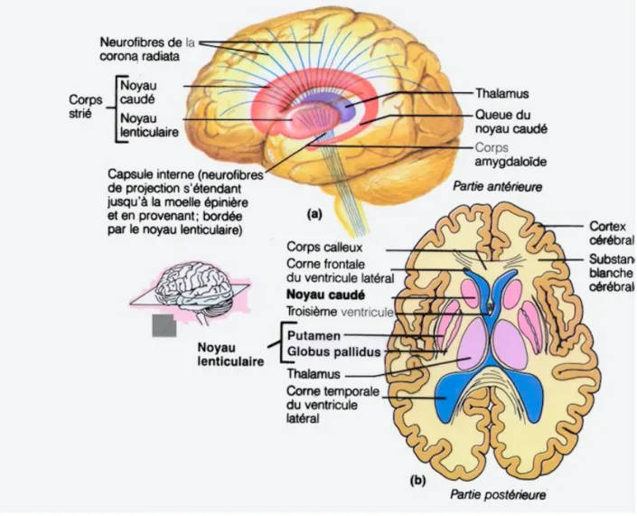 Figure  1  :  Principales  structures  cérébrales  contenant  des  ICGs. 