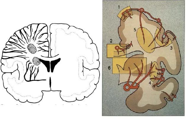 Figure 5: Différence topographique entre les perforantes profondes et superficielles 