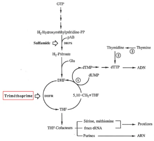Figure n°7 : Mécanisme d’action du triméthoprime (35) (1 : thymidilate synthétase ; 2 : thymidine kinase ; 3 :  thymidine phosphorylase)