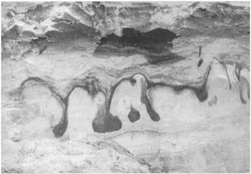 Figure  11.  Cryoturbations  montrant  la  déformation  d’une  couche  tourbeuse  à  Beernem  près  de  Gand