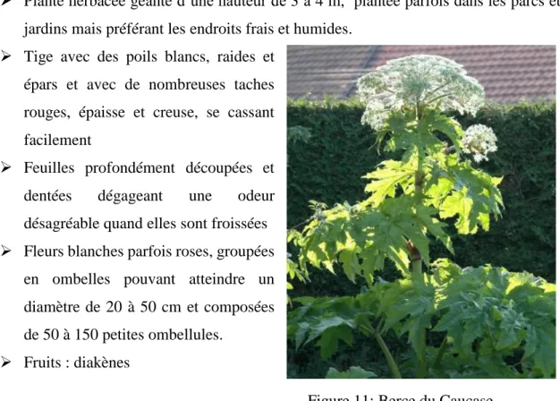 Figure 11: Berce du Caucase  