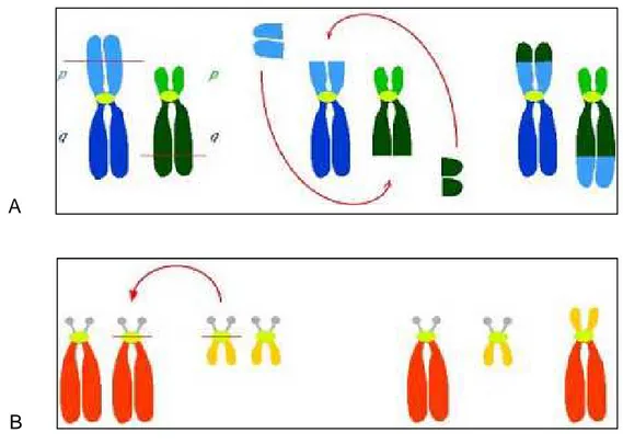 Figure 10. A. Représentation schématique du mécanisme de translocation réciproque  B. 