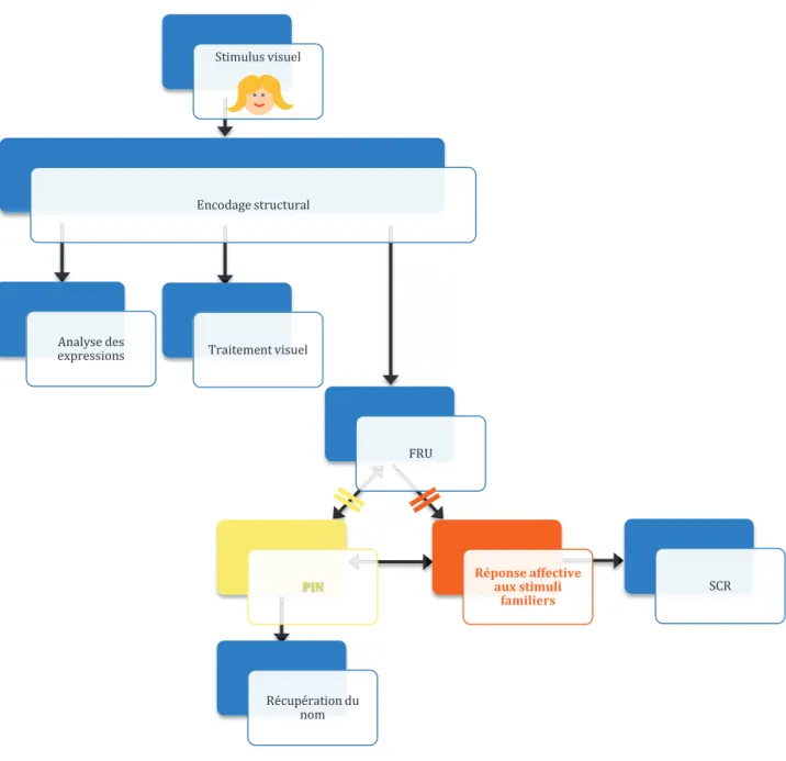 Figure  4.  Modèle  de  BREEN  et  al.  [17].  PIN=  Person  Identity  Node ;  FRU=  Face  Recognition  Unit ;  SCR=  Skin  Conductance Response 