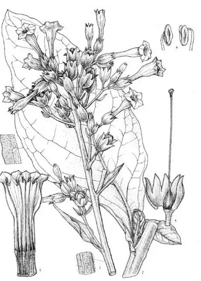 Figure 1 : Nicotiana tabacum – Source : www.efloras.org 