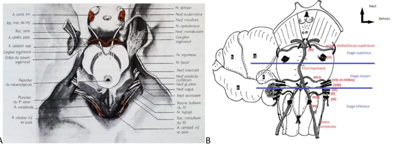 Figure 2 : contenu de l’angle ponto-cérébelleux (APC). A : d’après H. Rouvière et A. Delmas (anatomie  humaine tome1) vu supérieure du tronc cérébral sectionné et trajet des nerfs crâniens dans l’APC