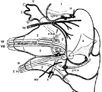 Figure 6 : d’après LESCANNE. Schéma du cloisonnement arachnoïdien de l’angle ponto-cérébelleux