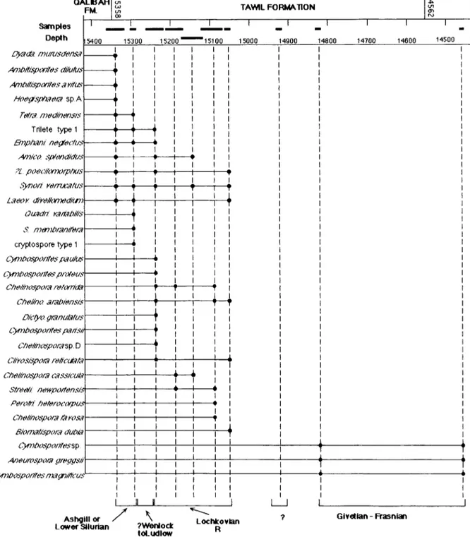 Fig.  3.  Stratigraphic distributions of  some  selected spores  in  well U D Y N - 1 