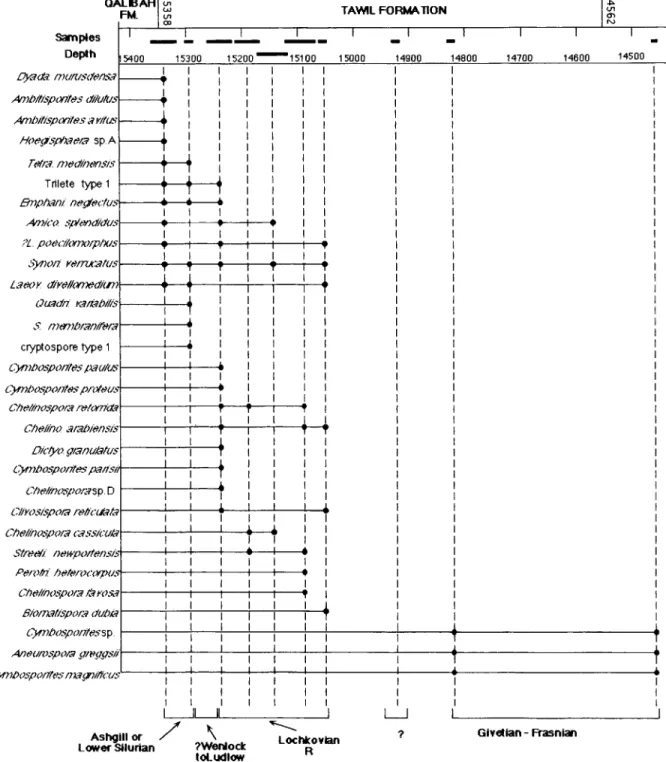 Fig.  3.  Stratigraphic distributions of  some  selected spores  in  well U D Y N - 1 