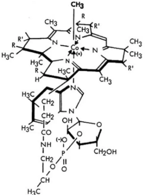 Figure 1 : Structure de la cobalamine (Kozyraki et Cases. 2013) 