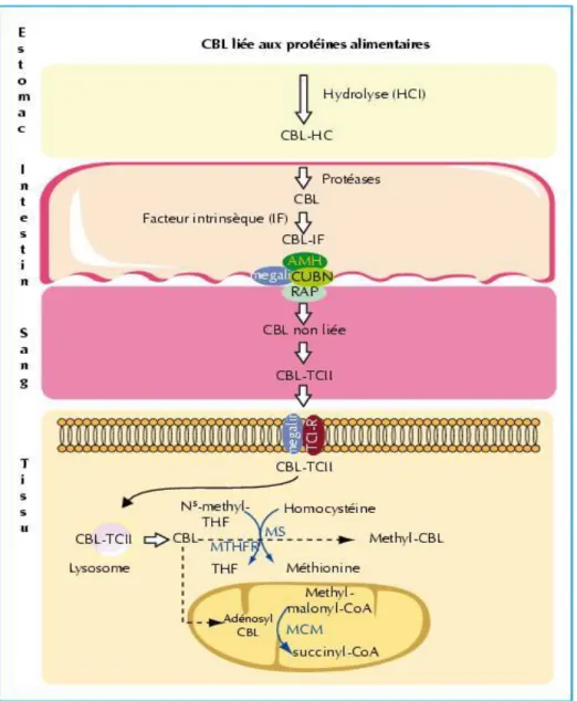 Figure 4 : Principales étapes du métabolisme de la vitB12 (Serraj, 2006) 