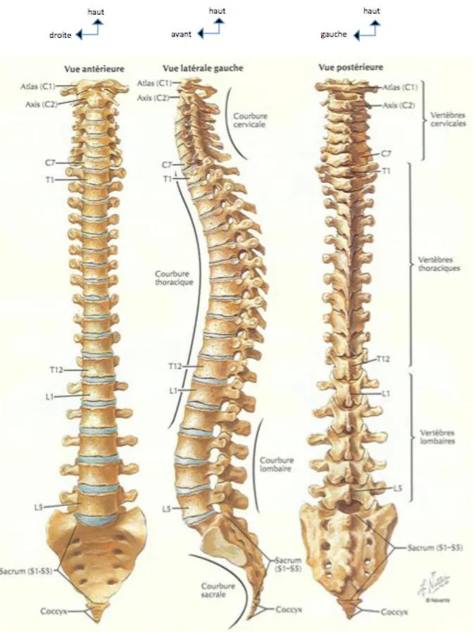 figure  1 :  anatomie  de  la  colonne  vertébrale,  Atlas  d’anatomie  humaine,  deuxième  édition,  Franck H