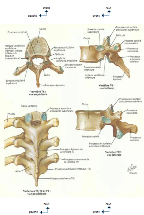 figure 2 : anatomie de la vertèbre thoracique, Atlas d’anatomie humaine, deuxième édition,  Franck H