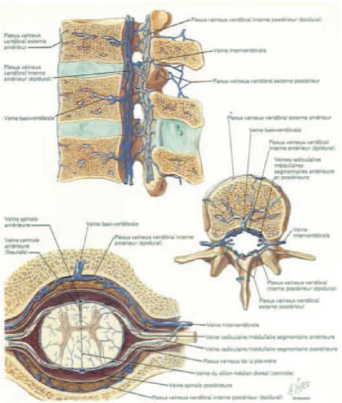 Figure 10 : Réseaux veineux péri-médullaires antérieur et postérieur                       (d’après le Netter).