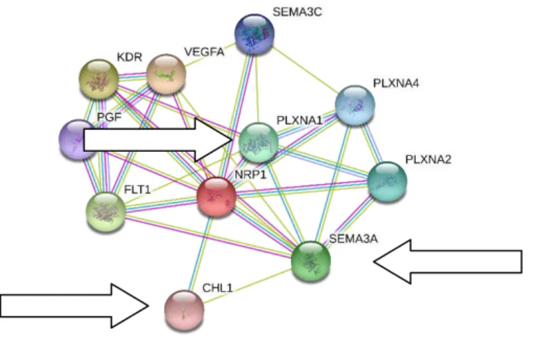 Figure 3.7 bis Les flèches  indiquent des protéines qui interagissent avec NRP1.  Chacune de ces  protéines  ont  été  retrouvées  comme  altérées  dans  la  schizophrénie  (CHL1 ;  Plexin  et  semaphorines)