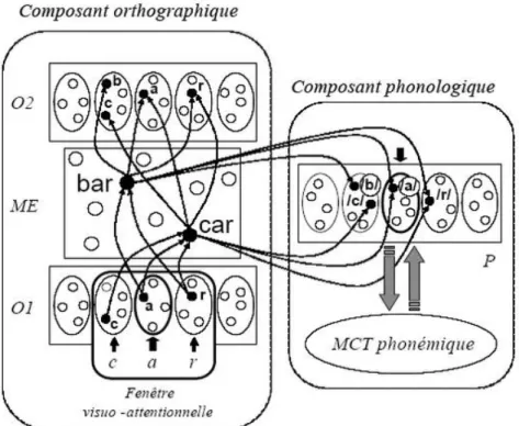 Figure 4 : Architecture du modèle connexionniste multi-trace de lecture (Ans et al., 1998) 