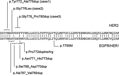 Fig. 1. Examples of HER2 exon 20 mutations.