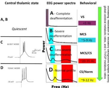 Fig. B1. Relationship of the dominant background EEG rhythm in DoC with behavioral level and functional state of the thalamo-cortical system