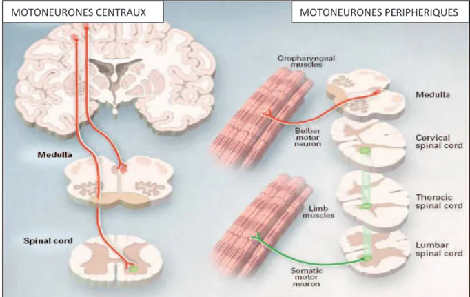 Fig. 1 : les différents motoneurones atteints dans la SLA (2)  