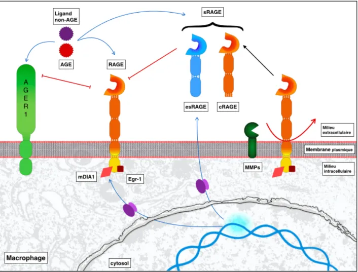 Figure 4 : RAGE, ses formes solubles et AGER1  