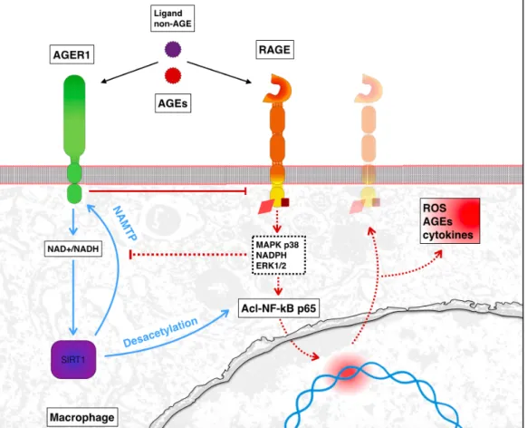 Figure 7:  Voie de signalisation de AGER1 chez un macrophage 