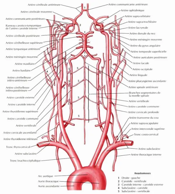 Fig. 2 : anatomie vasculaire cerveau (par Netter)  