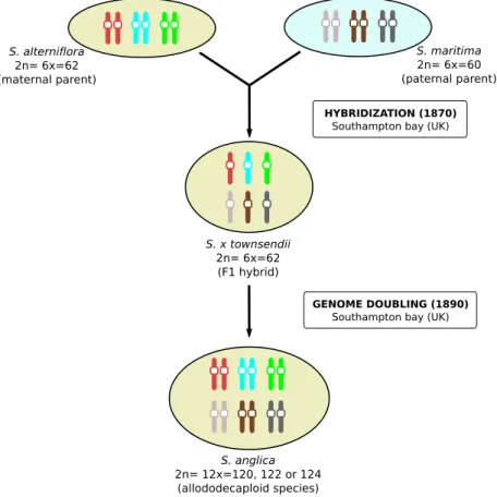 Figure 1 : Schéma de la formation de l’allopolyploïde S. anglica (Cavé-Radet, in prep)