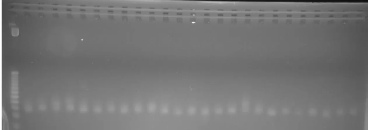 Figure 8 : Résultat d’électrophorèse de la PCR testant les couples d’amorces amplifiant  chacun spécifiquement un ADNc d’un gène MIR en vue de la qPCR