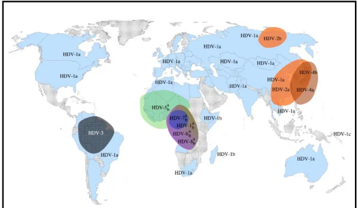 Figure 9. Répartition mondiale des génotypes et sous génotypes VHD  (Le Gal F., et collaborateurs - article cité dans le Rapport CNR des Hépatites B, C et Delta  2016)  