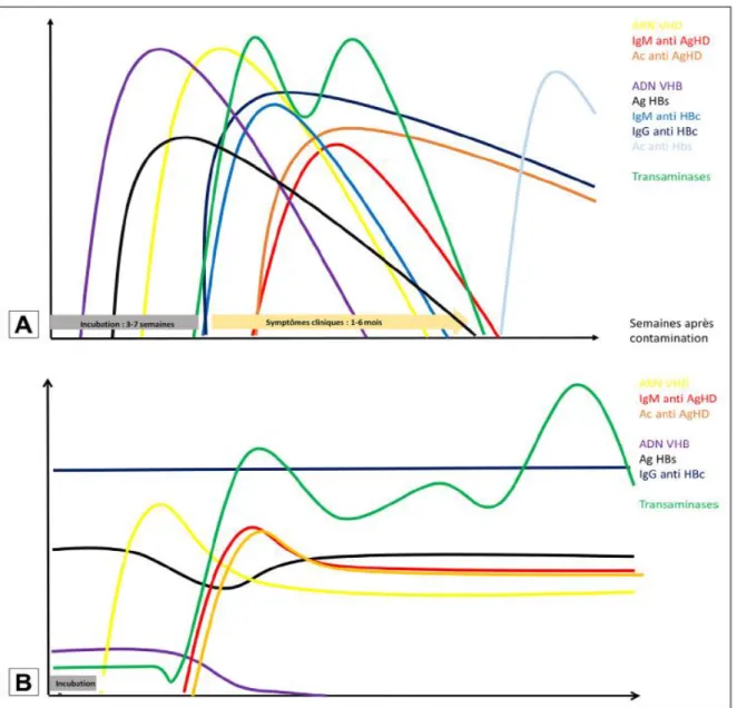 Figure 13. Cinétique d'apparition des marqueurs biologiques lors d'une infection par  le VHB et le VHD (5) 